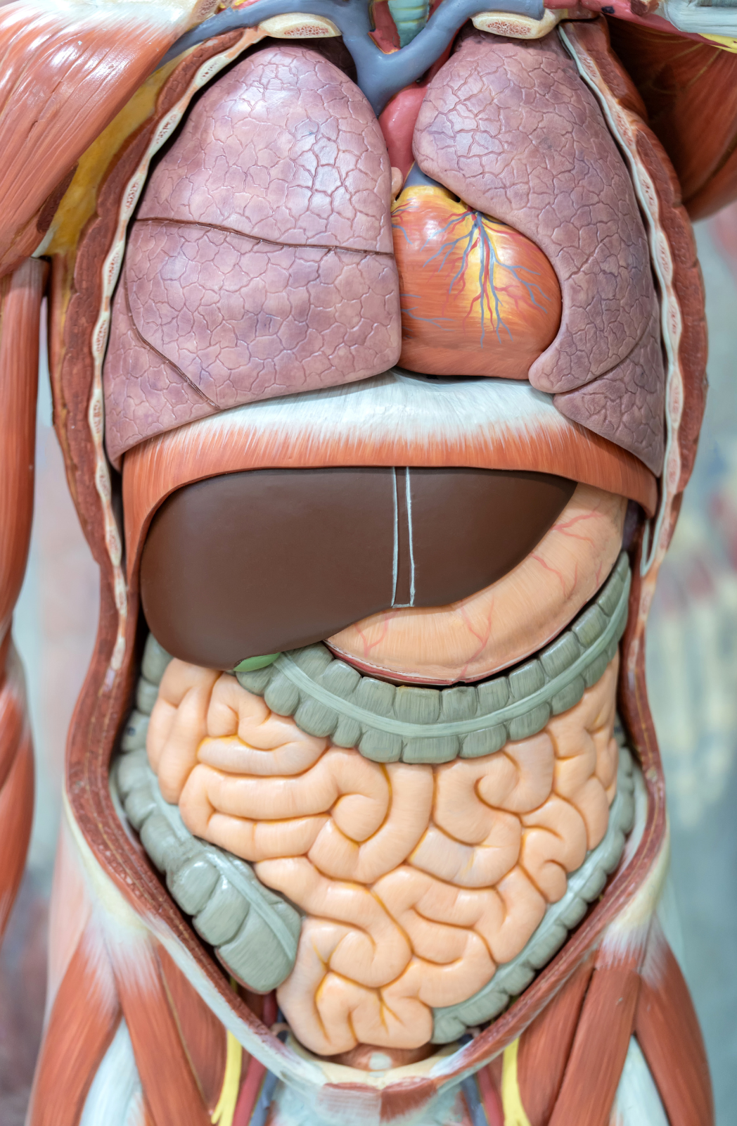 HLTAAP001 Digestive System