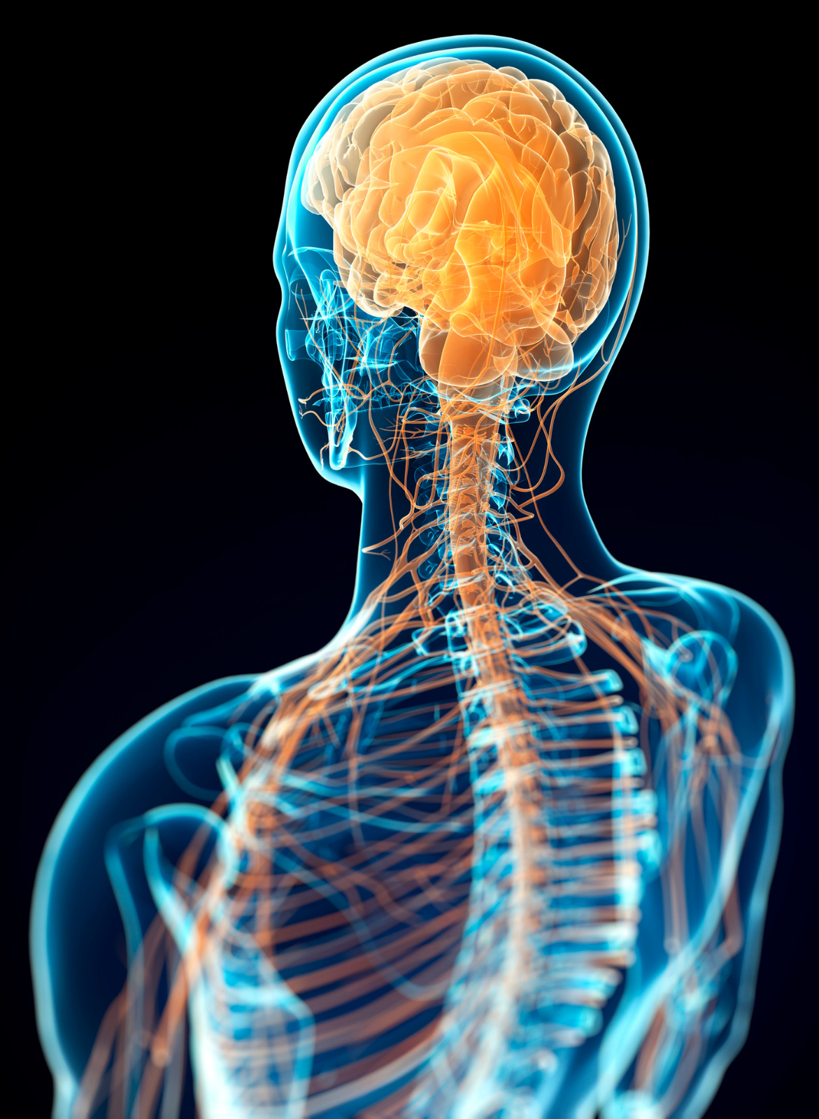 HLTAAP001 Nervous System